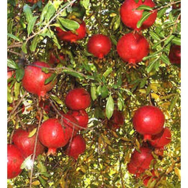 Pomagranate Tree seeds