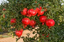 Load image into Gallery viewer, Fruit Bearing Pomegranate tree- 5 seeds- ** LIMITED SUPPLY!!
