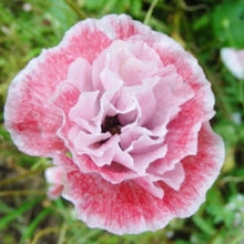Load image into Gallery viewer, Poppy &quot; Angel&#39;s Choir&quot; seeds
