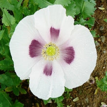 Load image into Gallery viewer, Blue Moon Poppy Seeds - Approx 200
