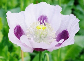 Blue Moon Poppy Seeds - Approx 200