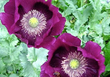 Load image into Gallery viewer, Poppy &quot; Laurens Grape&quot; seeds
