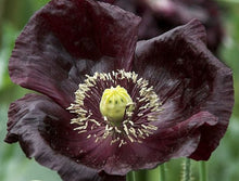 Load image into Gallery viewer, Poppy &quot;midnight&quot; seeds
