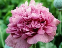 Load image into Gallery viewer, Violetta Blush Poppy seeds

