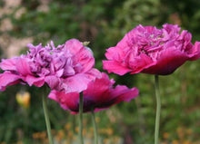 Load image into Gallery viewer, Violetta Blush Poppy seeds
