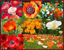 Load image into Gallery viewer, &quot; POPPY POWER&quot;  mixed  seeds
