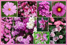 Load image into Gallery viewer, &quot;Pretty in Pink&quot; Exclusive seed mix
