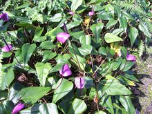 Load image into Gallery viewer, RARE Purple Anthurium seeds
