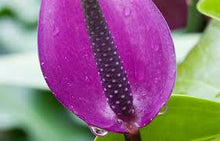 Load image into Gallery viewer, RARE Purple Anthurium seeds
