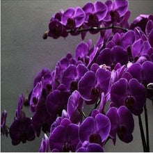 Load image into Gallery viewer, Purple Butterfly Orchid seeds
