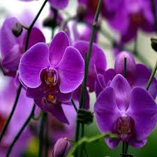 Purple Butterfly Orchid seeds