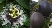Load image into Gallery viewer, Purple Granadilla Passion Flower seeds - Edible fruit
