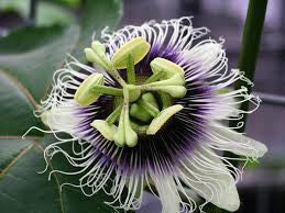 Purple Granadilla Passion Flower seeds - Edible fruit