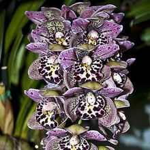 Load image into Gallery viewer, Purple Spotted Cymbidium- seeds
