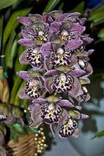 Load image into Gallery viewer, Purple Spotted Cymbidium- seeds
