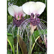 Load image into Gallery viewer, Purple Bat Flower- 5 seeds- VERY RARE/ LIMITED SUPPLY!!
