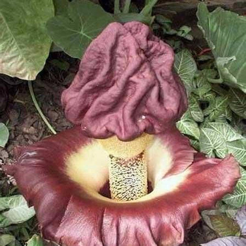 Red Arum Lily seeds-sale