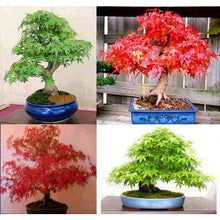 Load image into Gallery viewer, Red Japanese maple Tree seeds - Approx. 5
