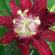 Load image into Gallery viewer, Red Passion Flower
