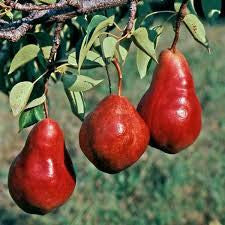 Red Anjou Pear Tree seeds