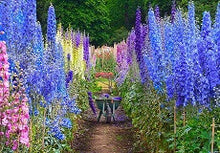 Load image into Gallery viewer, Larkspur Tall mix seeds Approx.100
