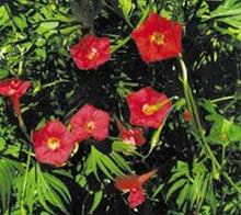 Load image into Gallery viewer, &quot; SCARLET O&#39;HARA&quot; Morning glory seeds- Approx 10-12
