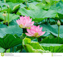 Load image into Gallery viewer, Rare Pink Lotus flower-seeds

