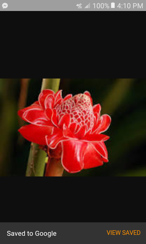 5 Red Torch Ginger seeds