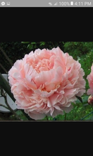 Load image into Gallery viewer, 5 Salmon Peony seeds

