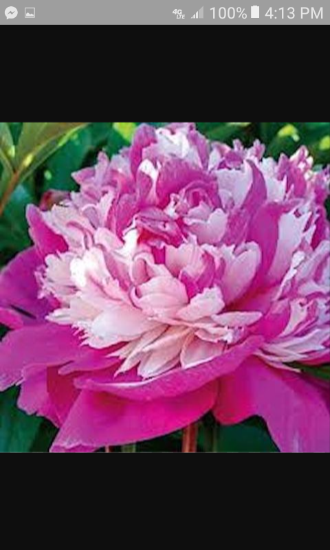 All Pinks Peony Mixed seeds