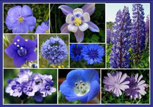 Load image into Gallery viewer, &quot;SINGING THE BLUES&quot;  Wildflower Mix seeds
