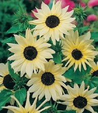 Load image into Gallery viewer, 20 SUNNY SUNFLOWER MIX seeds

