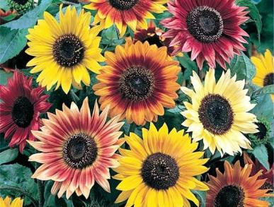 Autumn Bounty Sunflower Mix Seeds