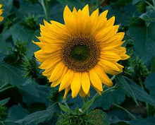 Load image into Gallery viewer, 20 SUNNY SUNFLOWER MIX seeds
