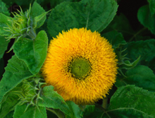 Load image into Gallery viewer, &quot;Teddy Bear&quot; Dwarf Orange Sunflower seeds Approx 20
