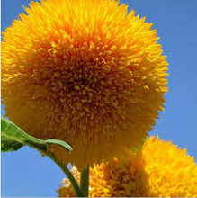 Load image into Gallery viewer, &quot;Teddy Bear&quot; Dwarf Orange Sunflower seeds Approx 20
