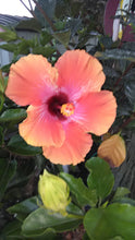 Load image into Gallery viewer, Hibiscus Yum-Yum
