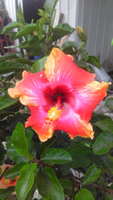 Load image into Gallery viewer, Hibiscus Yum-Yum
