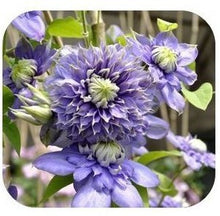 Load image into Gallery viewer, Clematis wild Purple seeds
