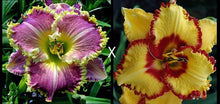 Load image into Gallery viewer, Yellow and Red Daylily seeds
