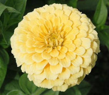 Load image into Gallery viewer, Zinnia Seeds - Isabellina
