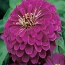 Load image into Gallery viewer, Zinnia Seeds - Lilliput Purple
