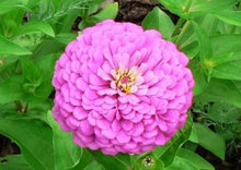 Load image into Gallery viewer, 50 Zinnia &quot;Miss Willmott&quot;  seeds

