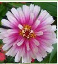 Load image into Gallery viewer, Zinnia -SWIRL MIX - Approx 20 seeds

