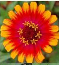 Load image into Gallery viewer, Zinnia -SWIRL MIX - Approx 20 seeds
