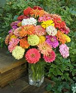 Load image into Gallery viewer, Zinnia Carousel mix-sale
