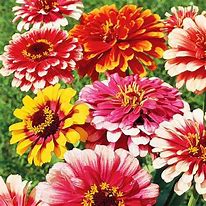 Load image into Gallery viewer, Zinnia Carousel mix-sale
