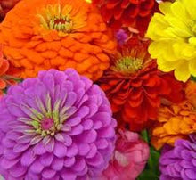 Load image into Gallery viewer, Zinnia Seeds - California Giants
