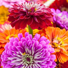 Load image into Gallery viewer, Zinnia Seeds - California Giants-sale
