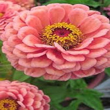Load image into Gallery viewer, Zinnia Seeds - Lilliput Salmon
